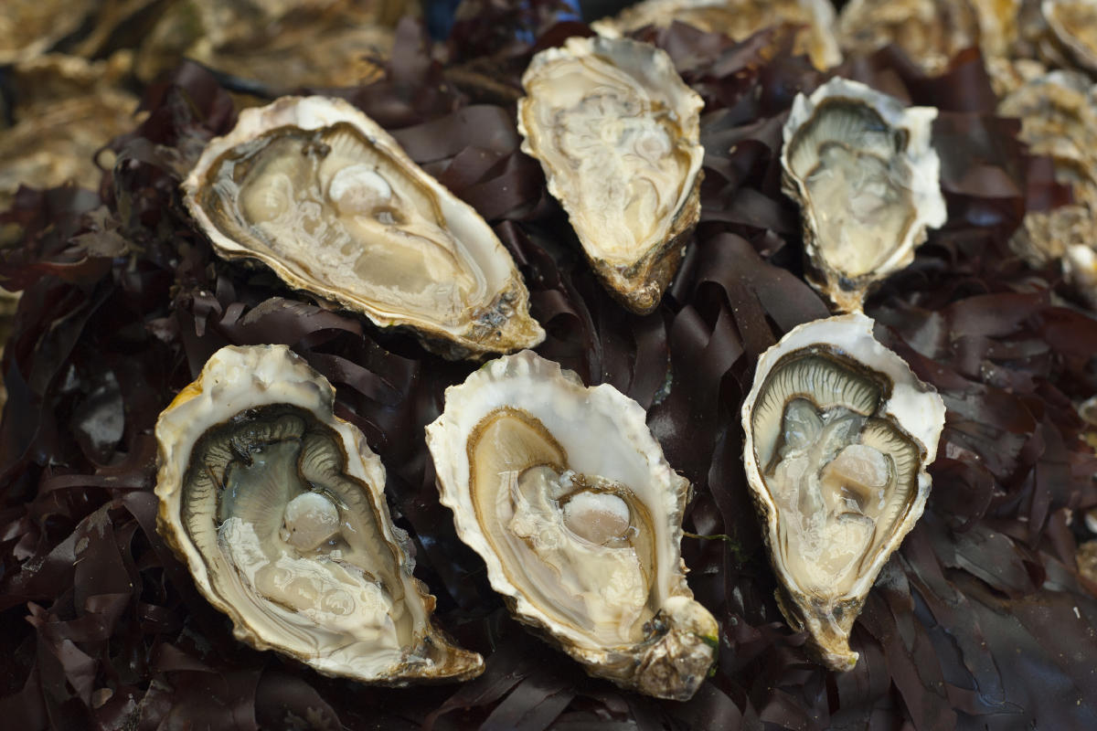 Fresh Breton Oysters breton-oysters