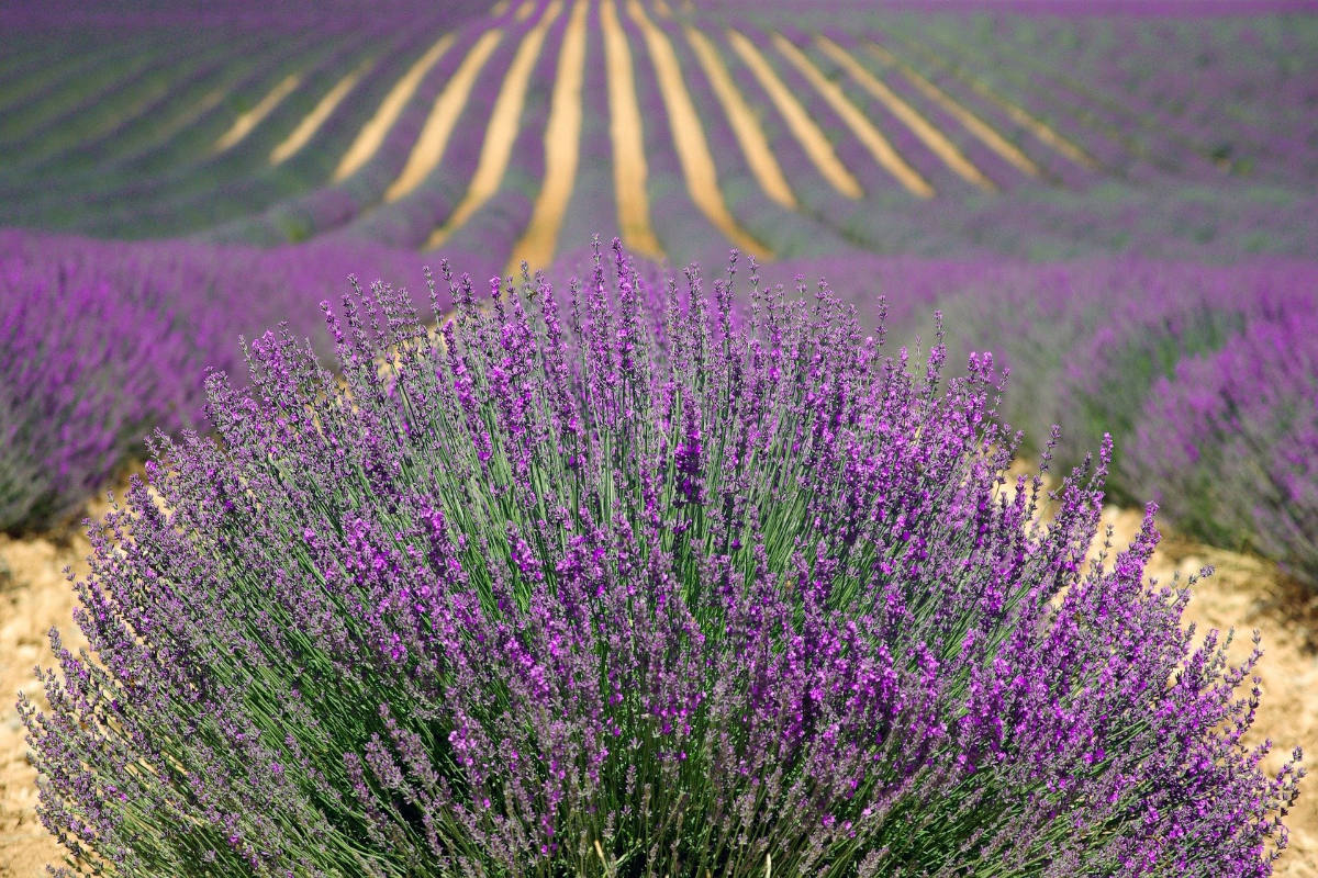 Provence Inland